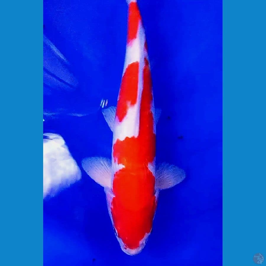 kohaku strong M 38 cm