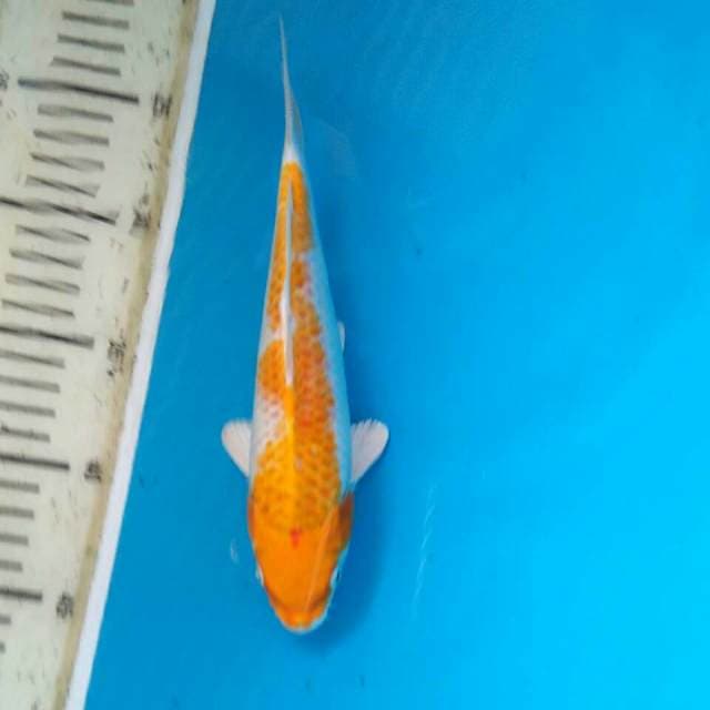 Hariwake