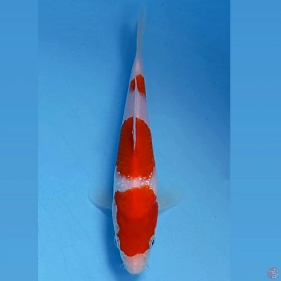 kohaku, 17 cm