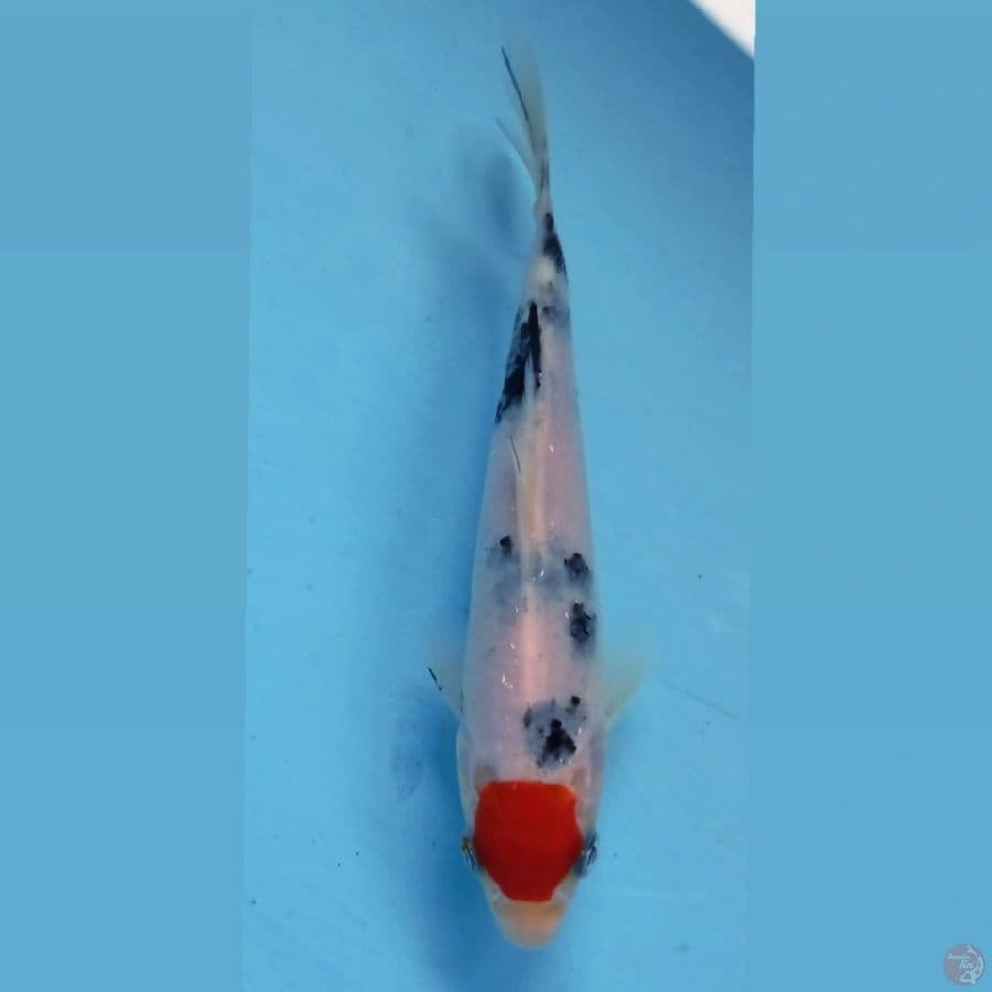 tancho, 15 cm