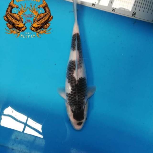 31cm Kanoko Inazuma Sumi Goromo