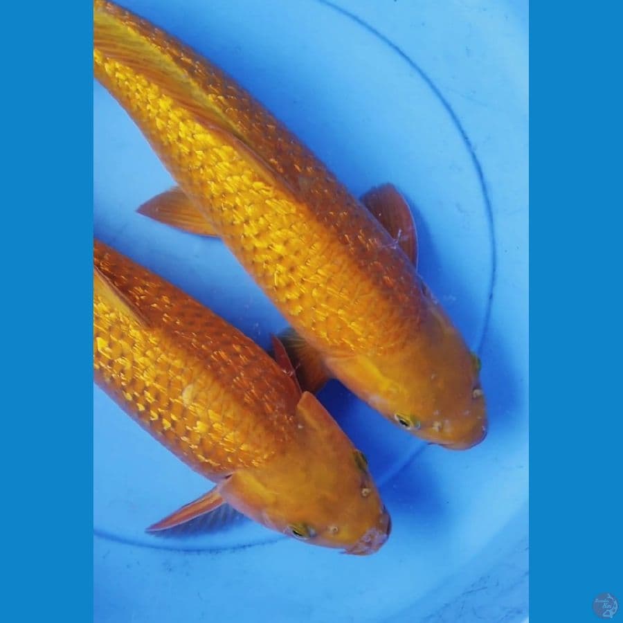 cagoi gindrin. 4750 cm.