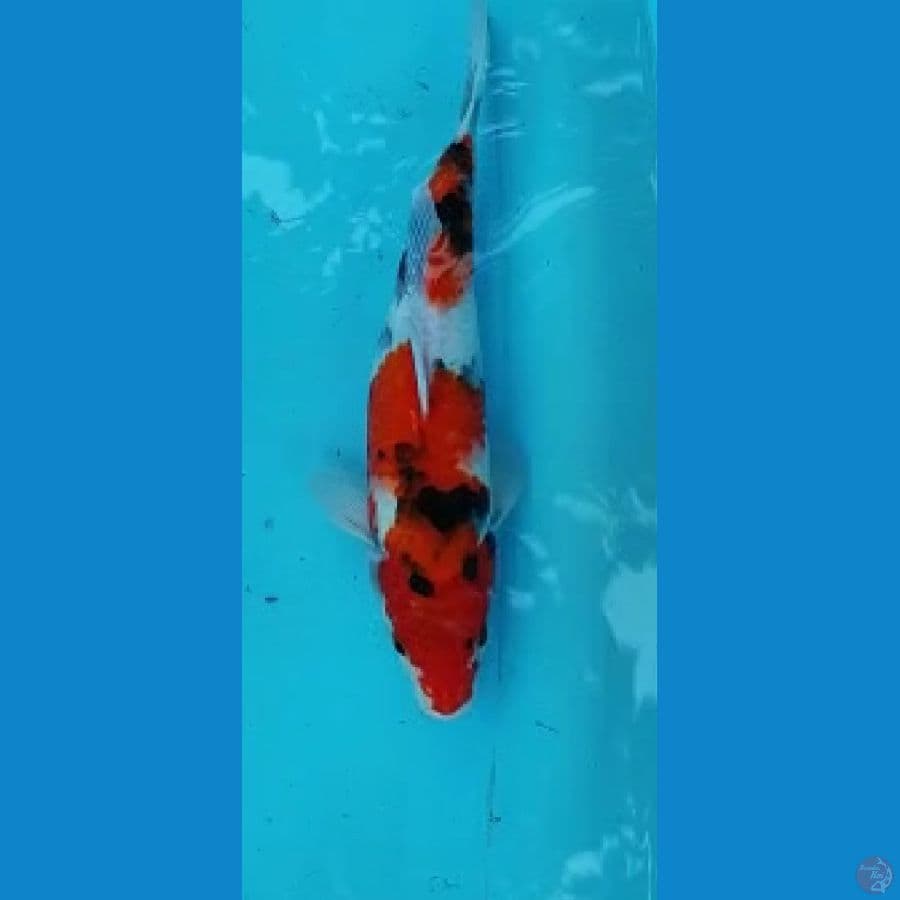 showa 31cm