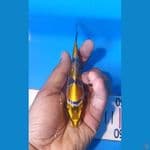 kikokuryu 13 cm