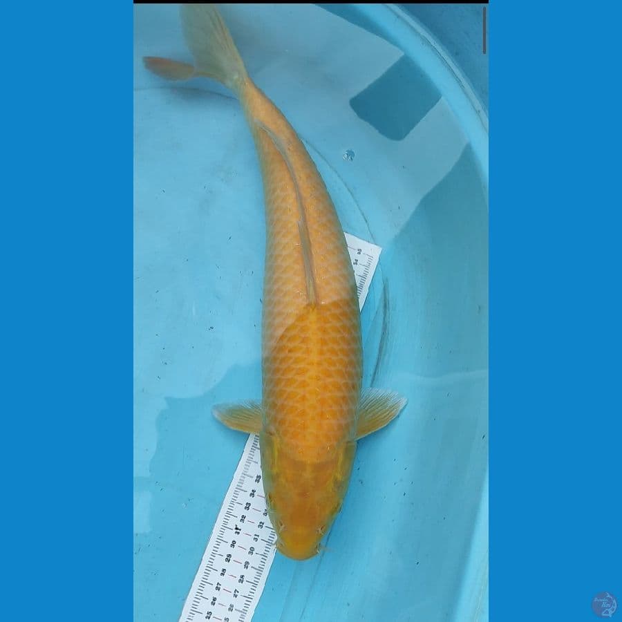 karasi 43 cm