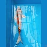 kiko 35 cm