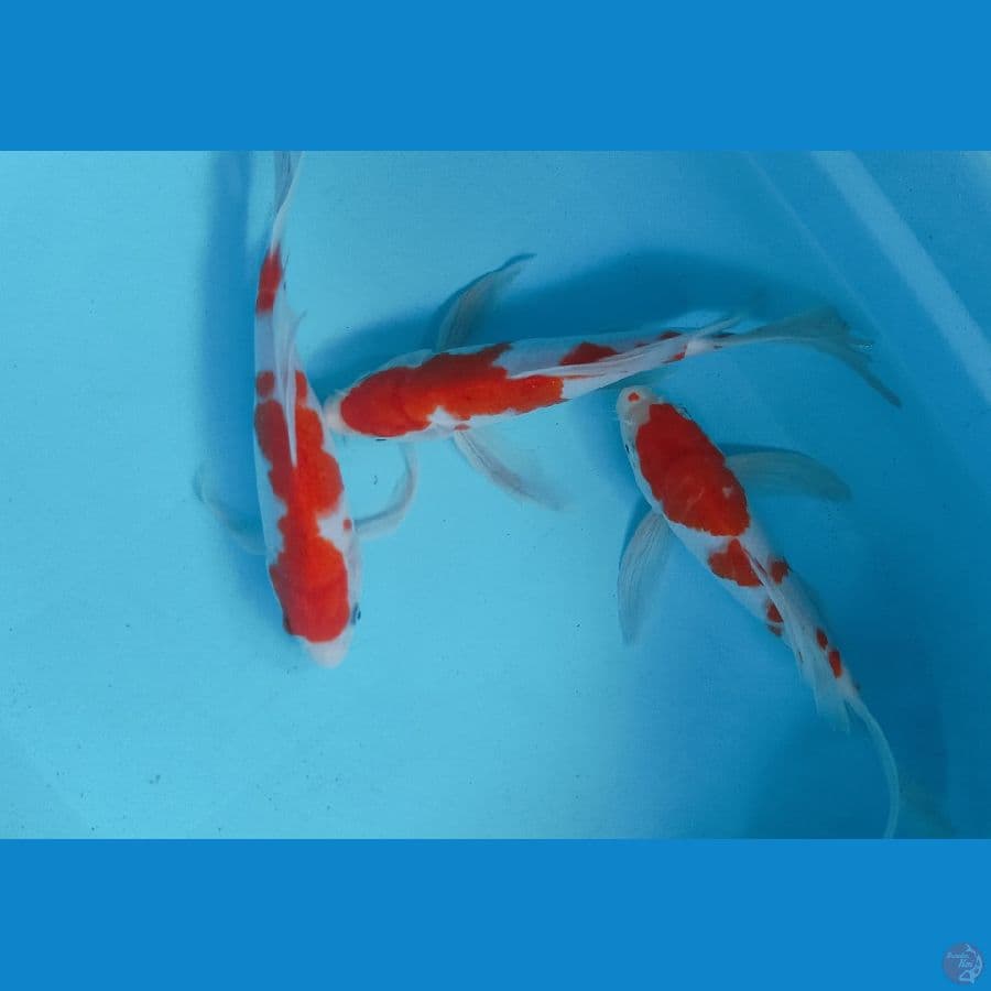 KUMPAY KOHAKU 27-28CM (3EKOR) 