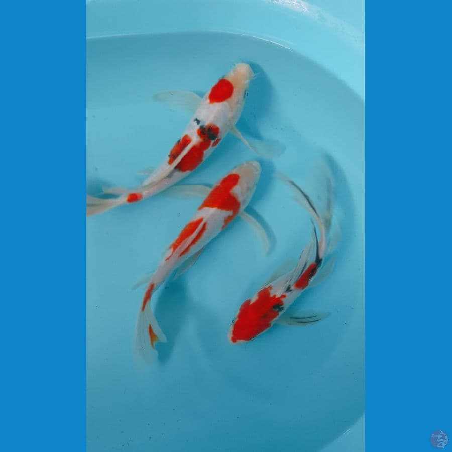 KUMPAY KOHAKU SANKE 25-28CM (3EKOR)