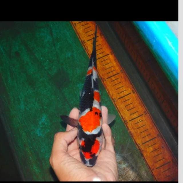 kaptain hook (maruten original showa)