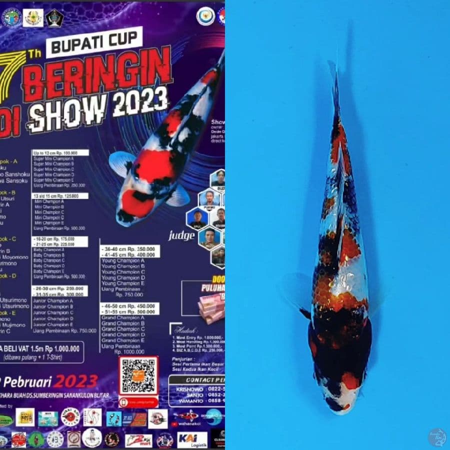 4.GINRIN SHOWA SQ 13CM