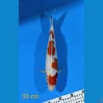 Kohaku 33 cm Male 
