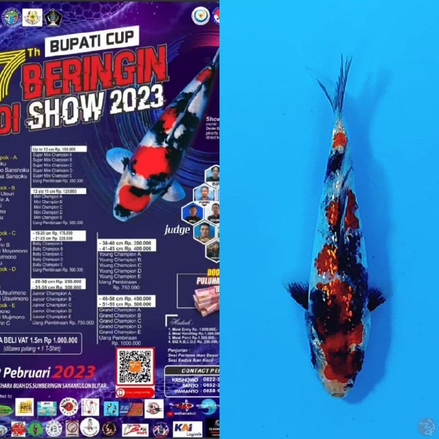 7.GINRIN SHOWA SQ 12CM