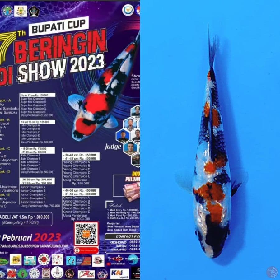 10.GINRIN KINDAI SHOWA SQ 12CM