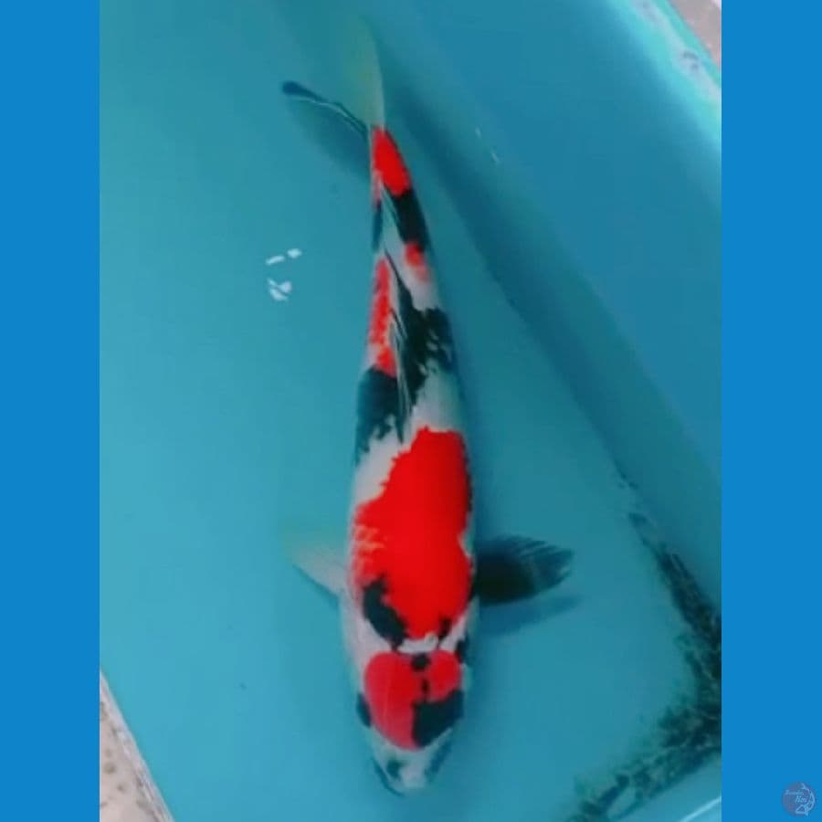 maruten showa 32 cm