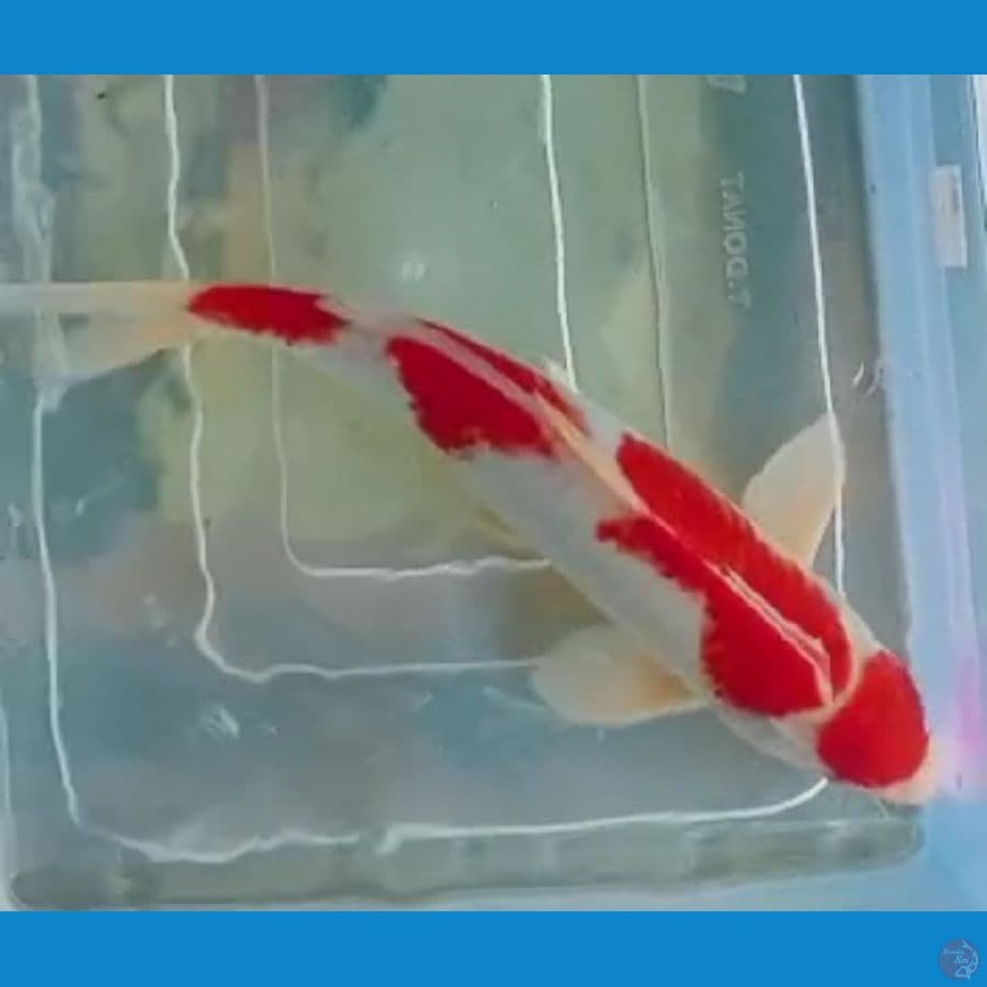 maruten kohaku m 29 cm