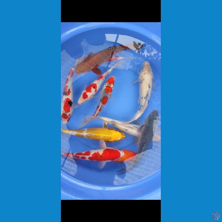 PAKET 28/35CM 11EKOR