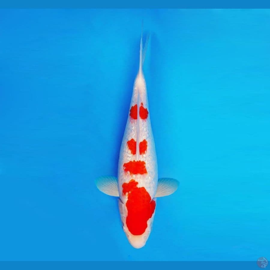 YORA 6 - Kohaku Gin Rin 34 cm/fm ®
