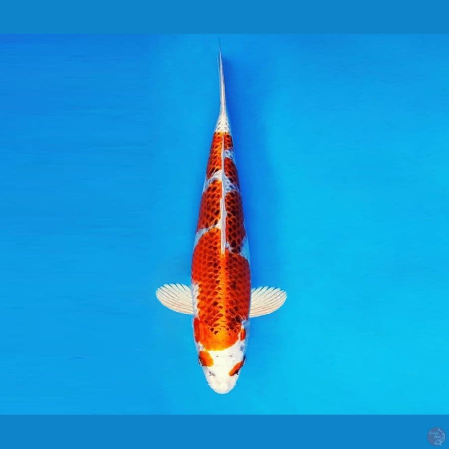 YORI 8 - Kujaku 34 cm/fm ®