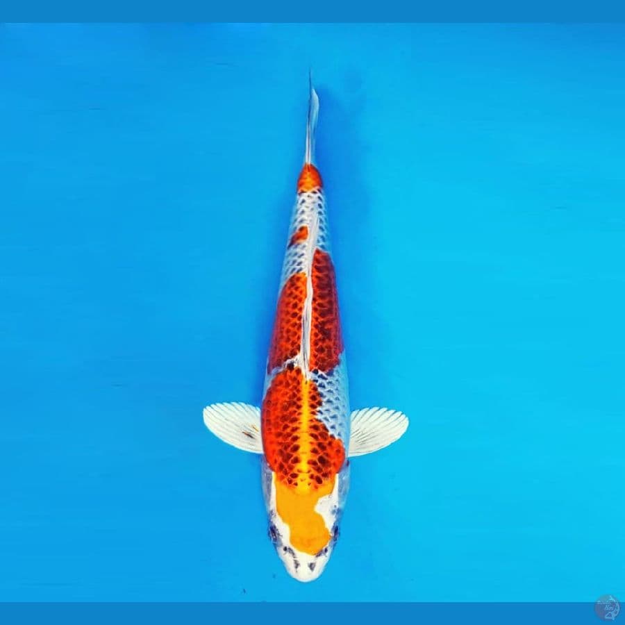 YORA 10 - Kujaku 33 cm/fm ®