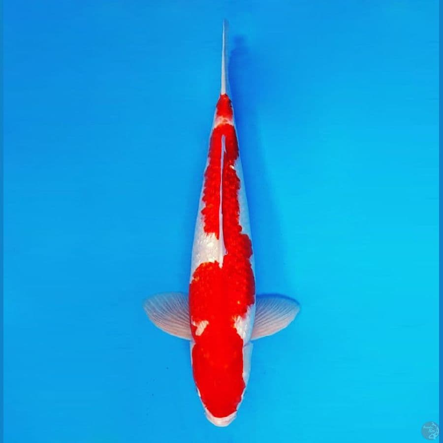 YORA 11 - Kohaku Inazuma Gin Rin 43 cm/fm ®