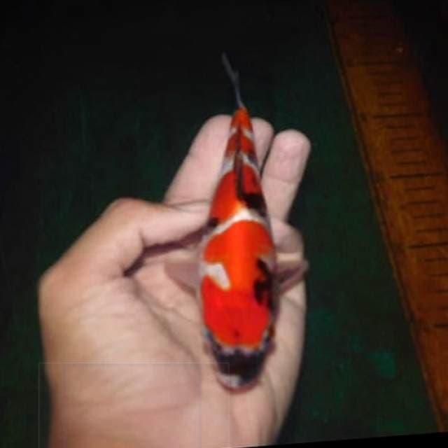gajah mada (showa kekar)