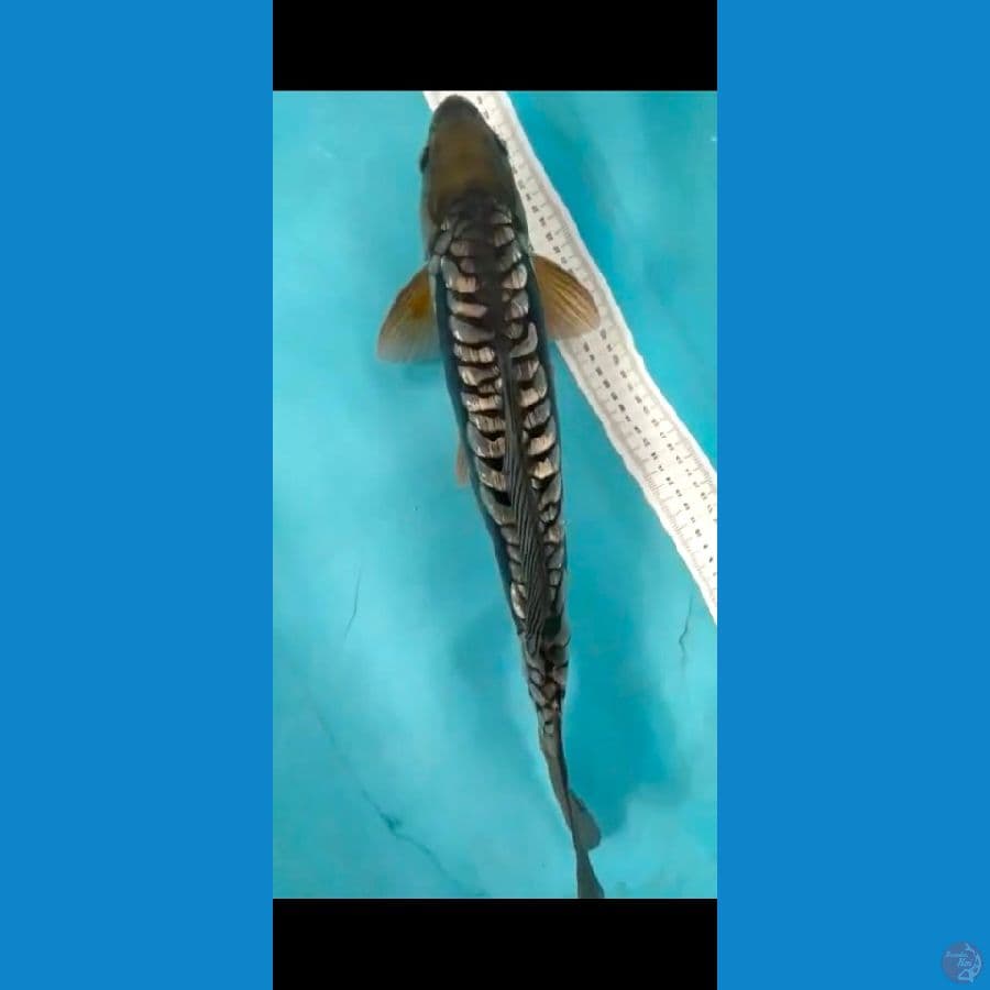 soragoi aragoke ginrin jantan 49cm