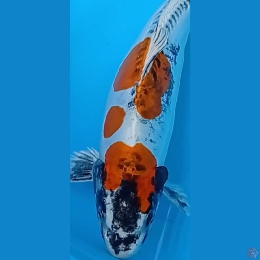 Kiko 37 cm
