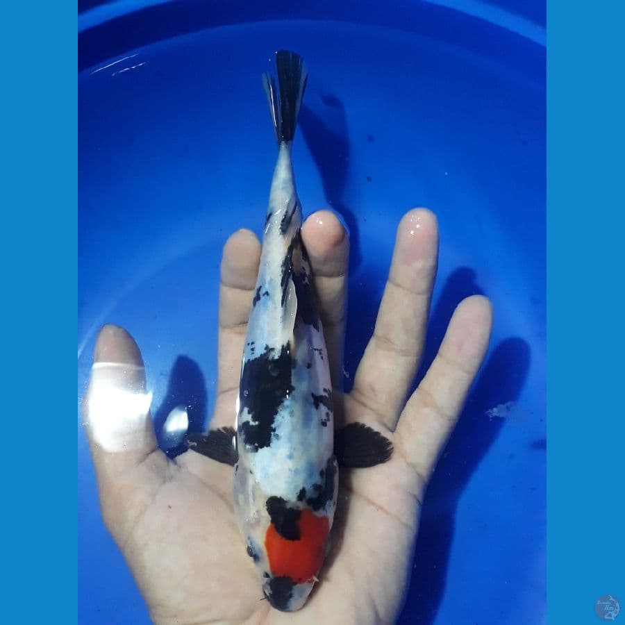 tancho showa doit 19cm