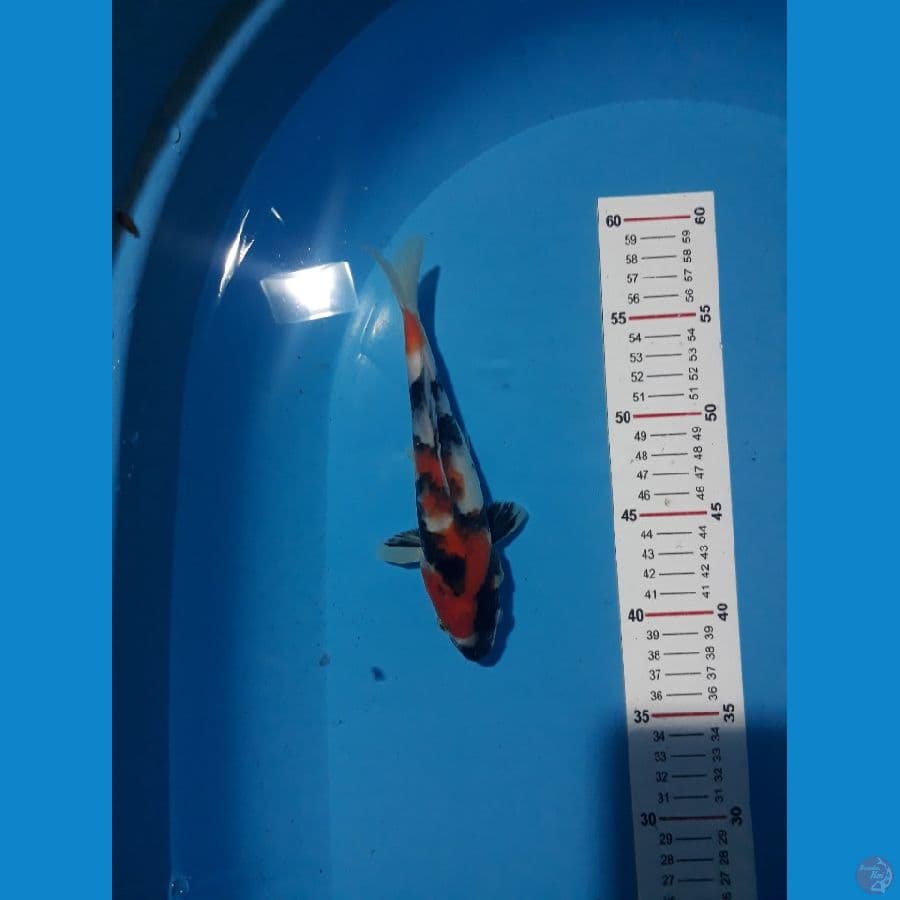 Showa HQ 22cm (unchek)