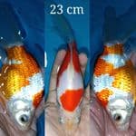 Tamasaba 23 cm