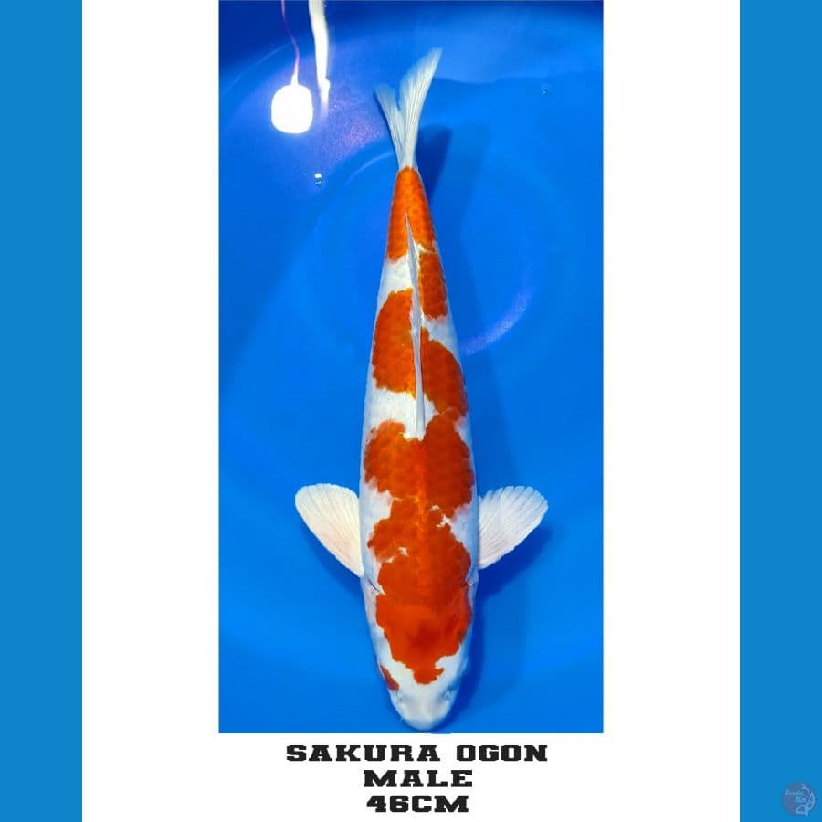 SAKURA OGON INAZUMA 46CM MALE 