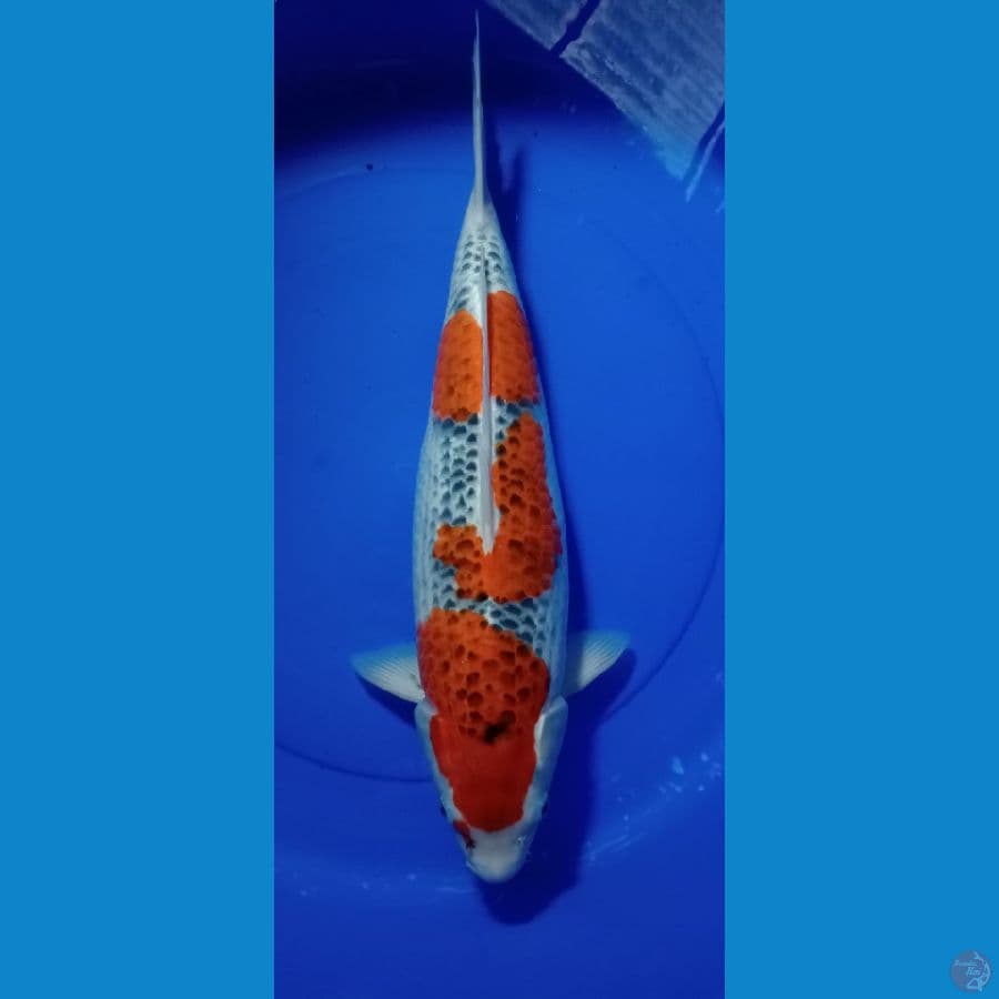 calon indukan 50 cm female