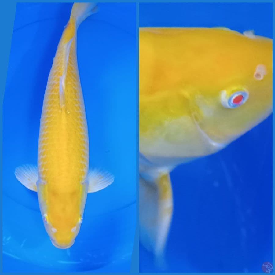 karasi mata merah 50 cm male
