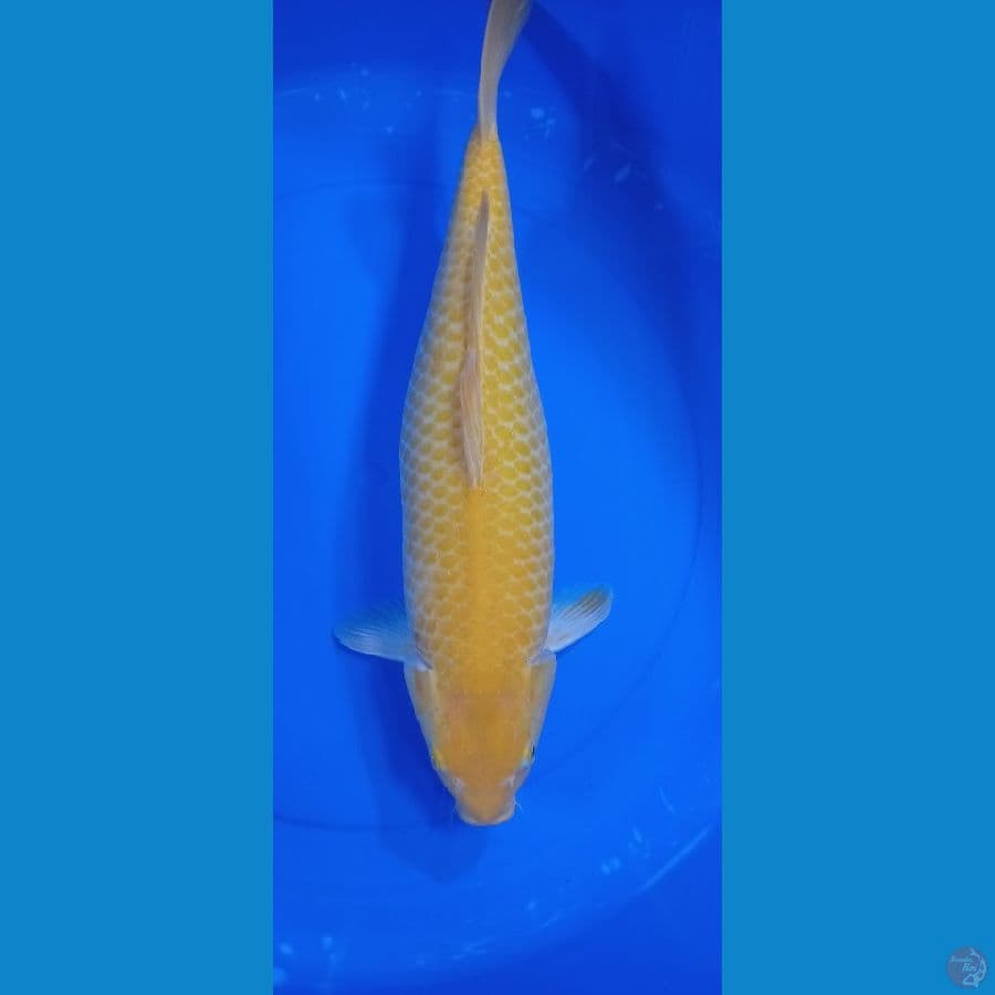 karasi 48 cm female