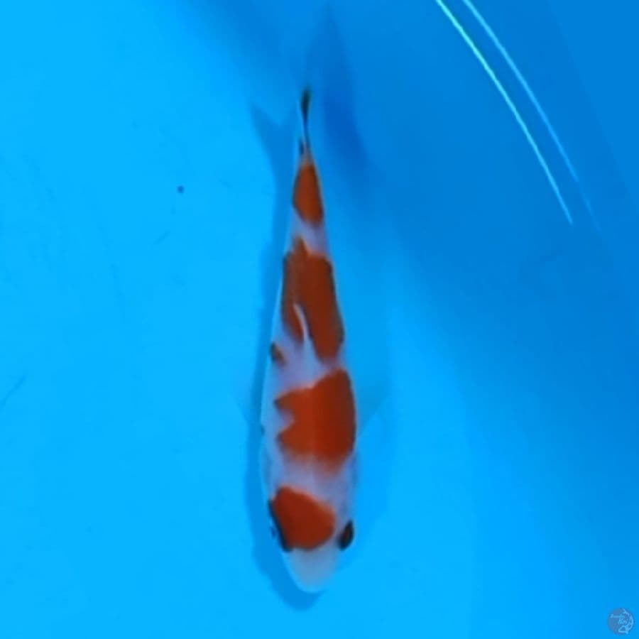 13CM