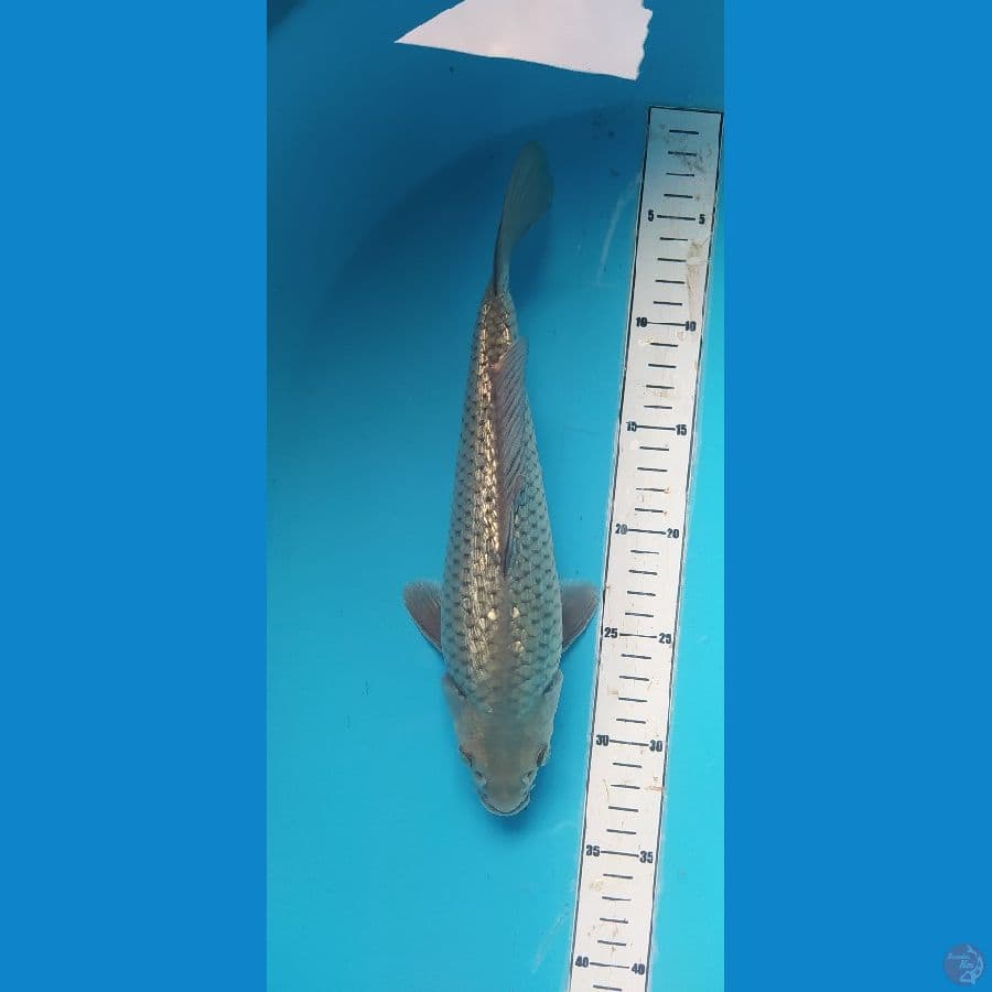 soragoi 29cm