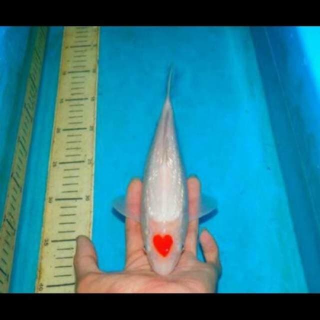 the valentine spesial (original tancho full ginrin )