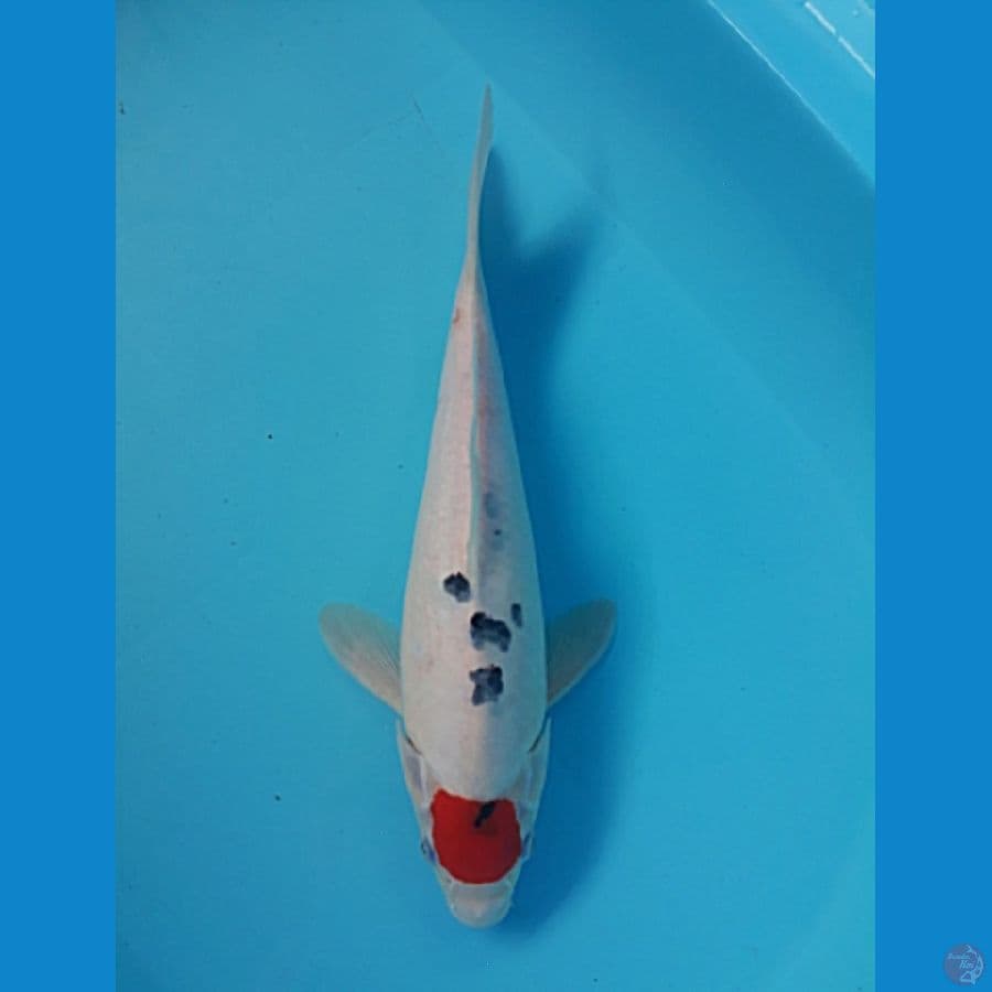Tancho Sanke Ori 32cm