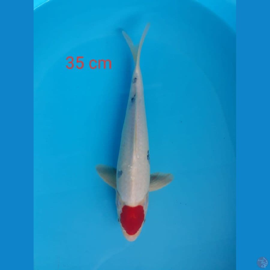 Tancho Sanke Ori 35cm