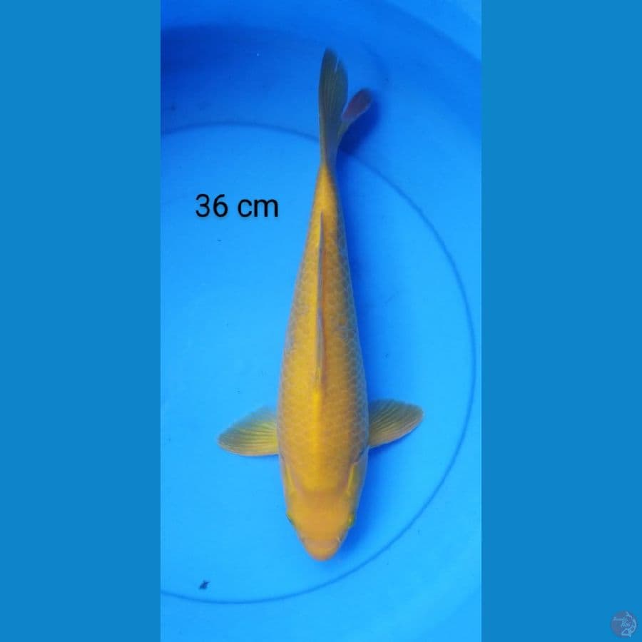 karashi male punuk bulky 36 cm