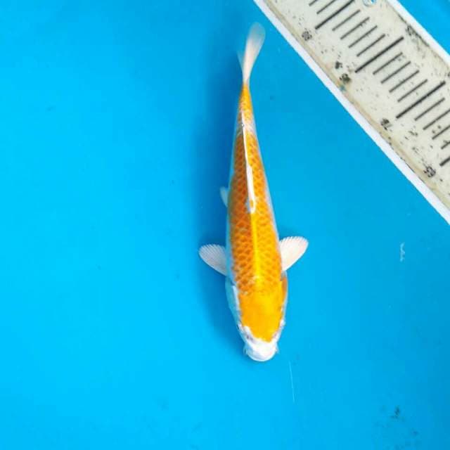 Hariwake