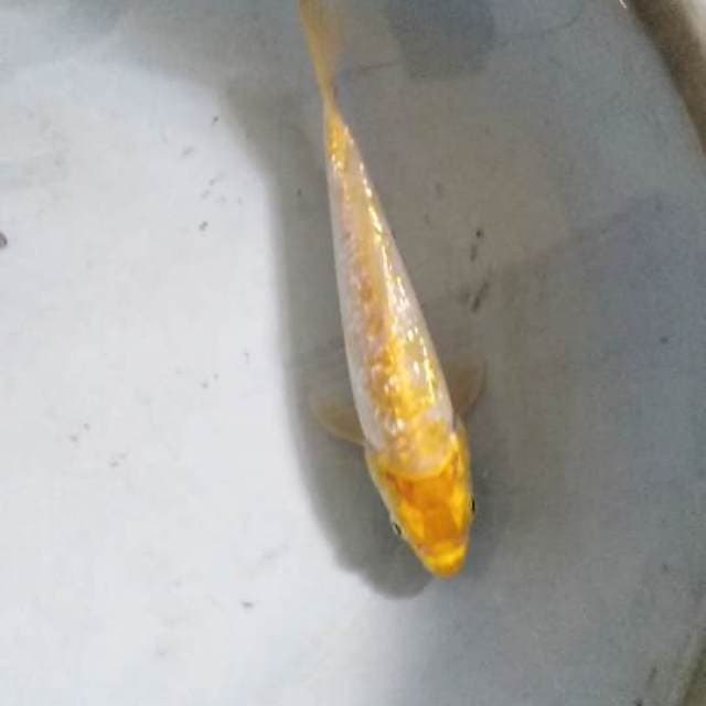 Hariwake ginrin