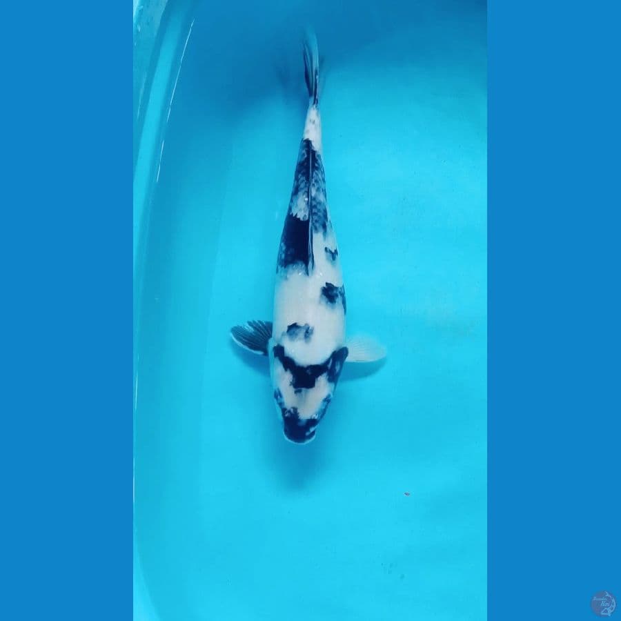 Shiro 36cm