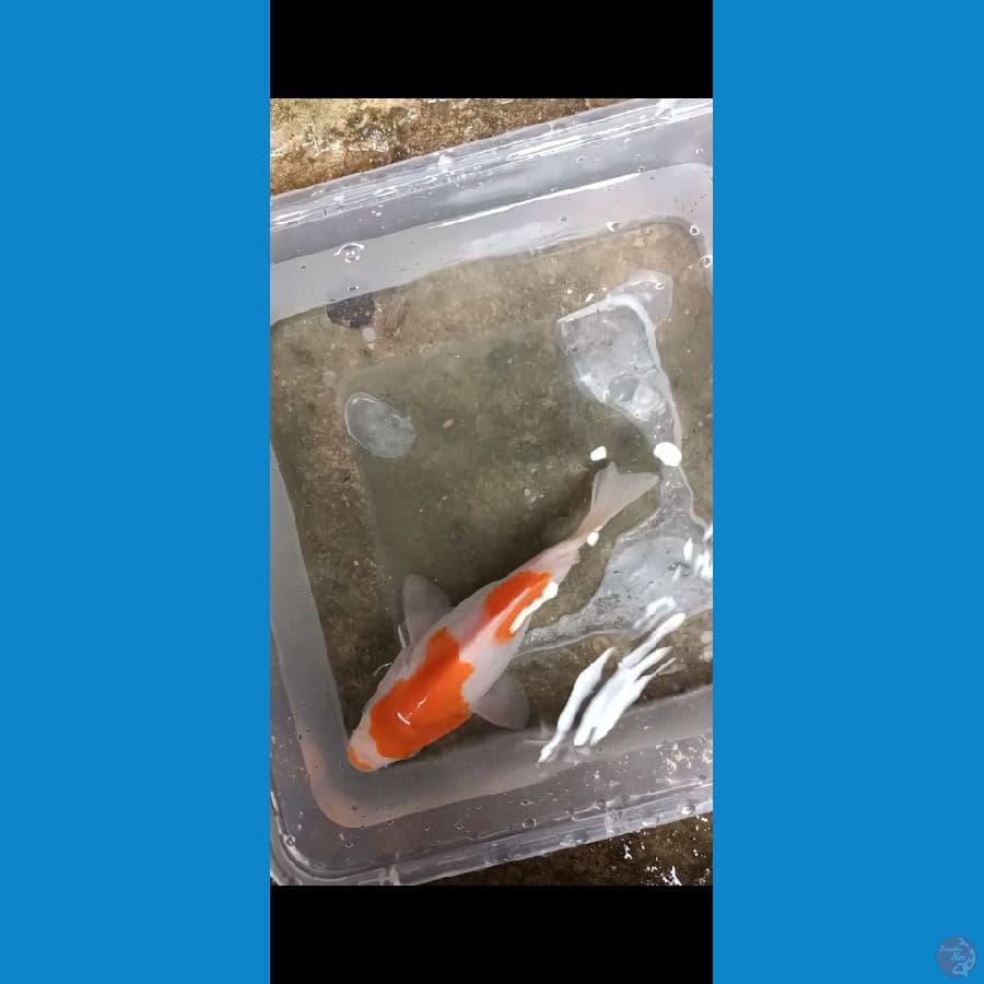 TAMASABA 14CM (FEMALE)