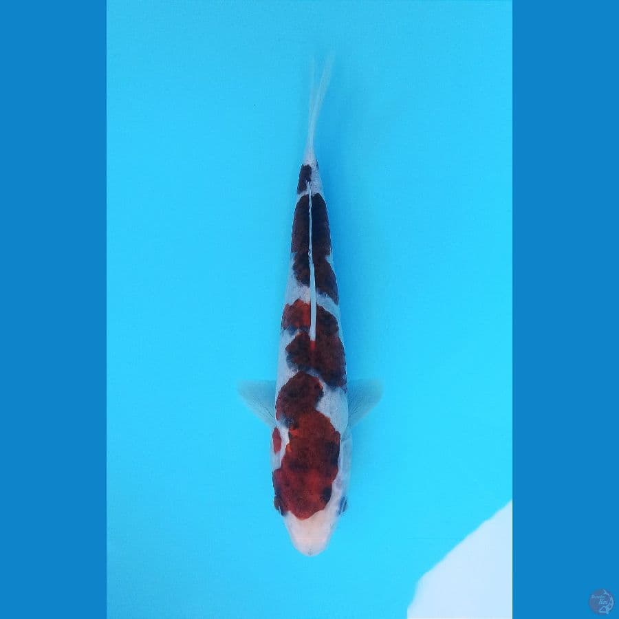 BUDHO GOROMO 25+CM