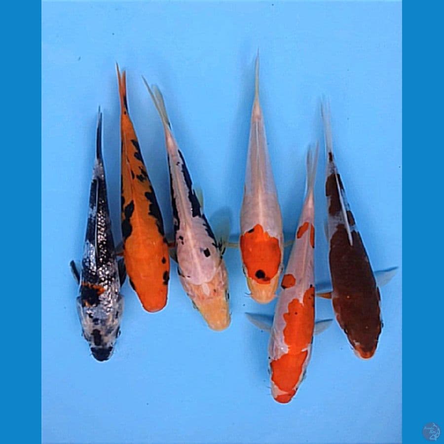 7PCS BABY KOI IMUT 14-15CM