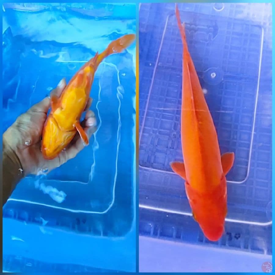 Benigoi Doit murni 26cm