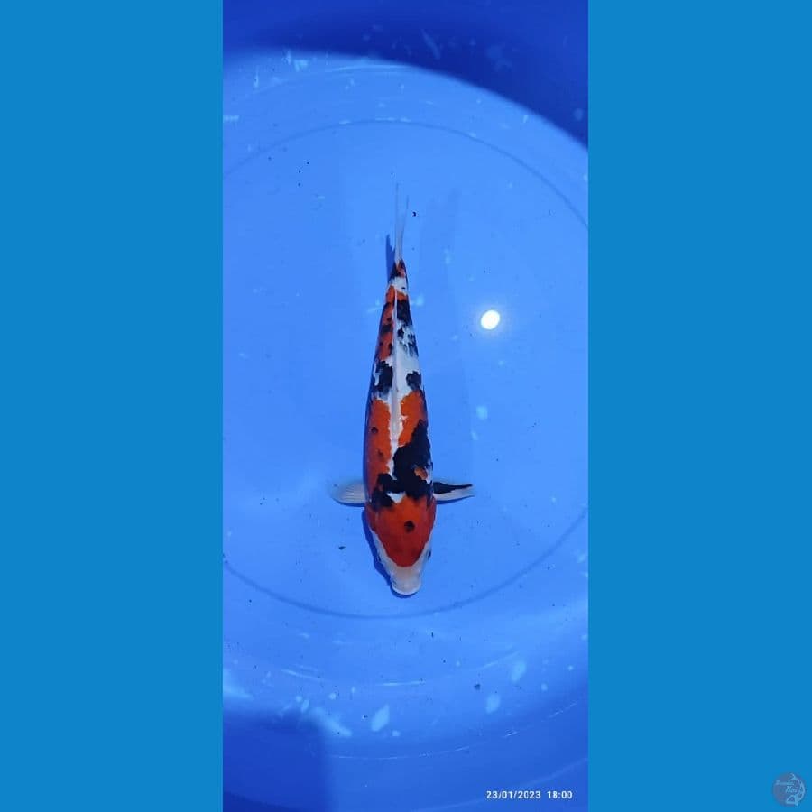 Showa Male - 32 cm