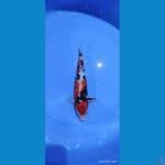 Showa Male - 32 cm