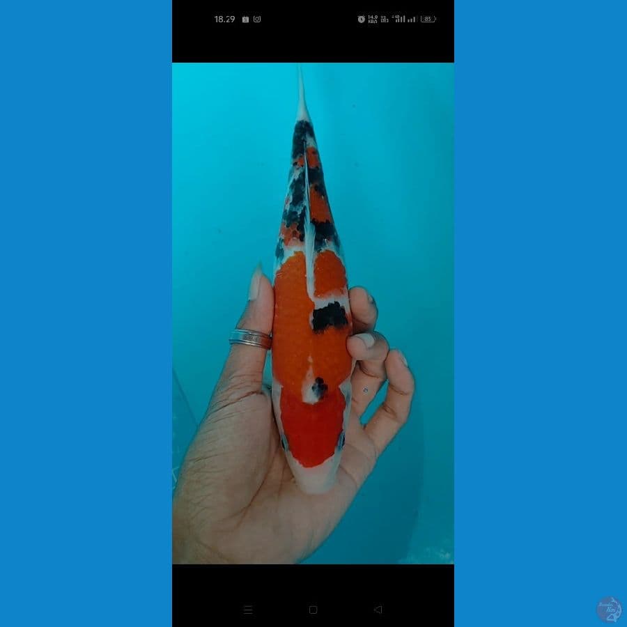 oryginal sanke 23 cm